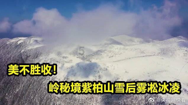 救援猫头鹰扮演者